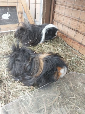 2 mannetjes cavia's