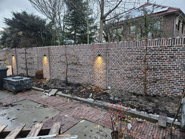 Fruitbomen in leivorm / Leibomen / Peer (Voorverkoop)