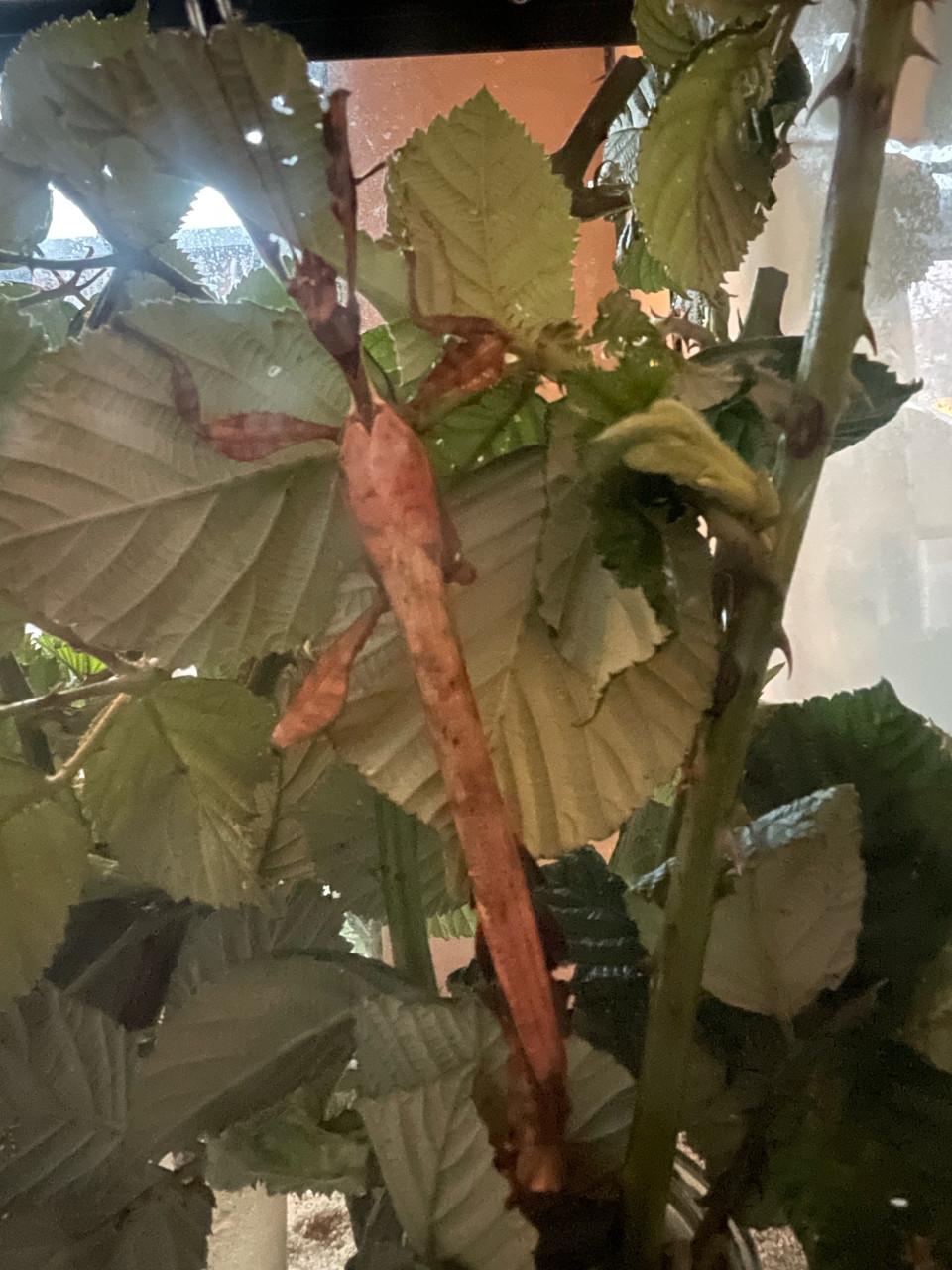 Australische flappentak