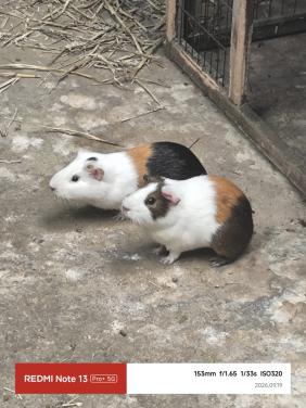 Cavia beertjes