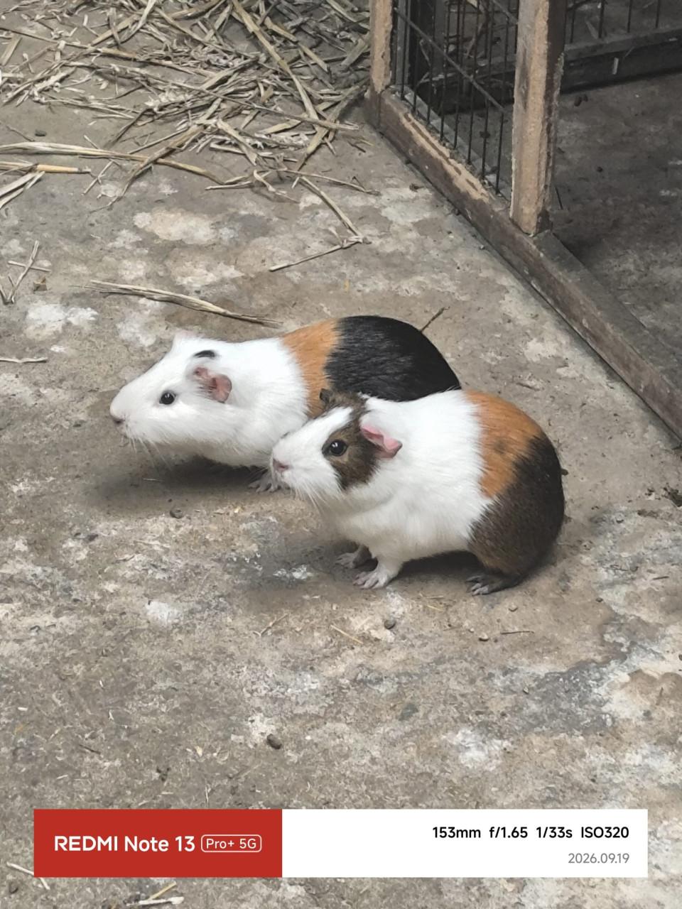 Cavia beertjes