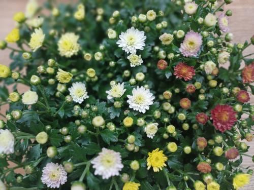 Nu in PRIJS VERLAAGD: Prachtige SCHAAL met HERFST Chrysant!