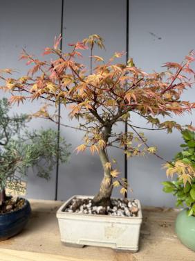Bonsai acer palmatum 2x