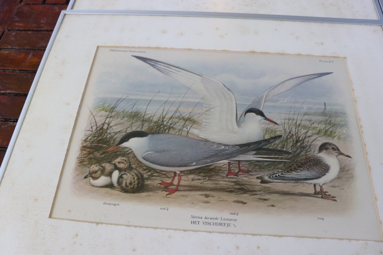 ZEER OUDE VOGELPLATEN