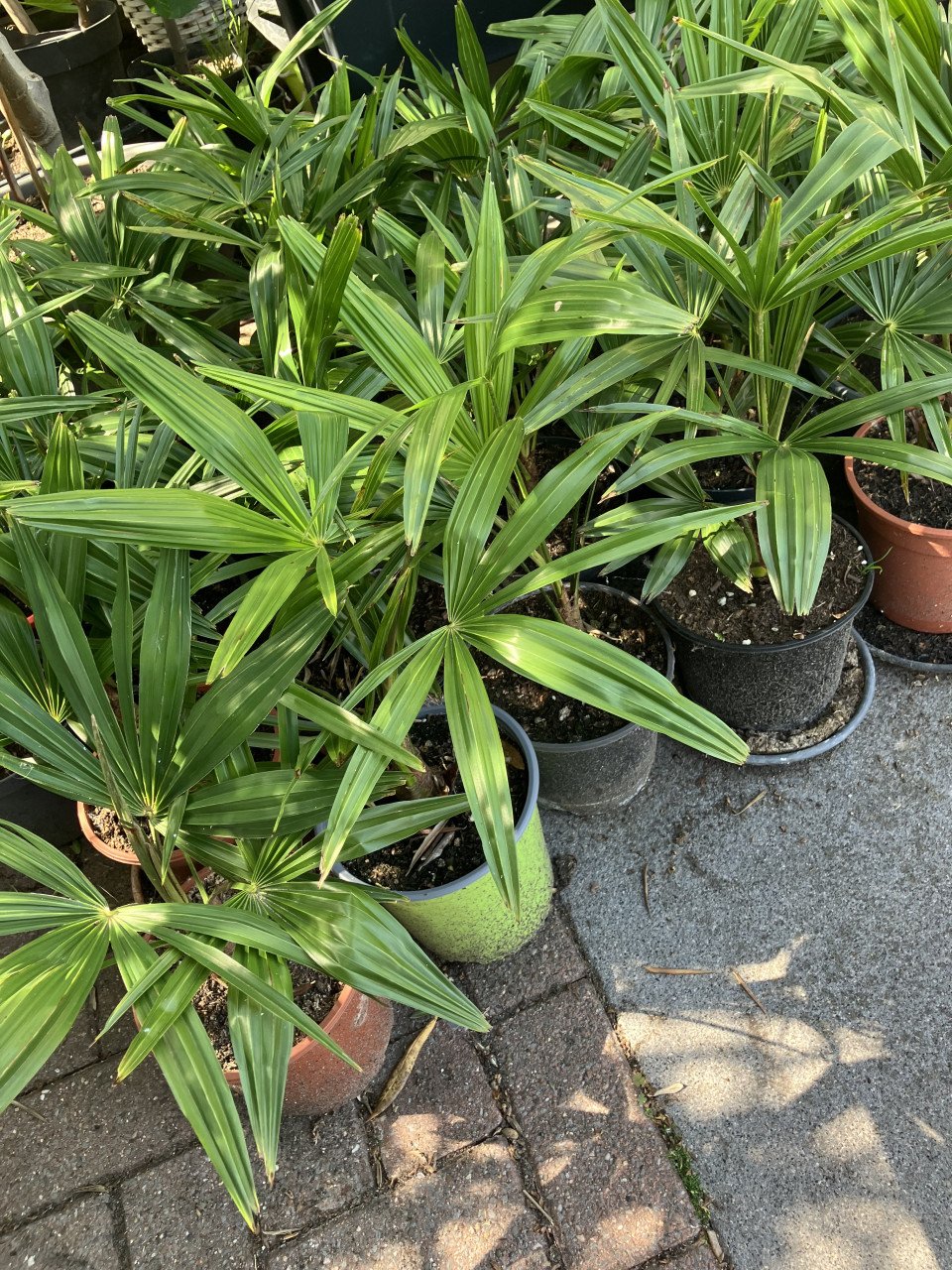 Winterhard palm, trachycarpus fortunei en vijgenboom