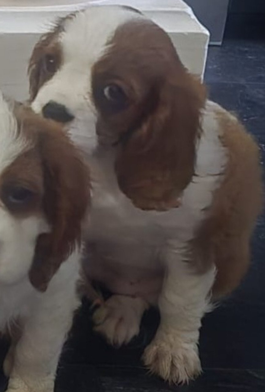 Cavalier king charles spaniel