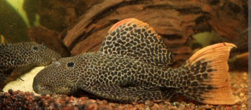 Gezocht L114/L600 pleco's