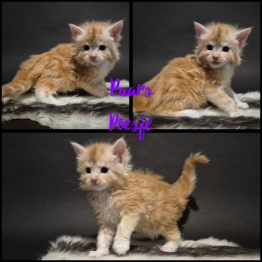 Prachtige maine coin kittens