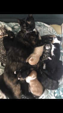 Kittens zoeken gouden mandje ❤️