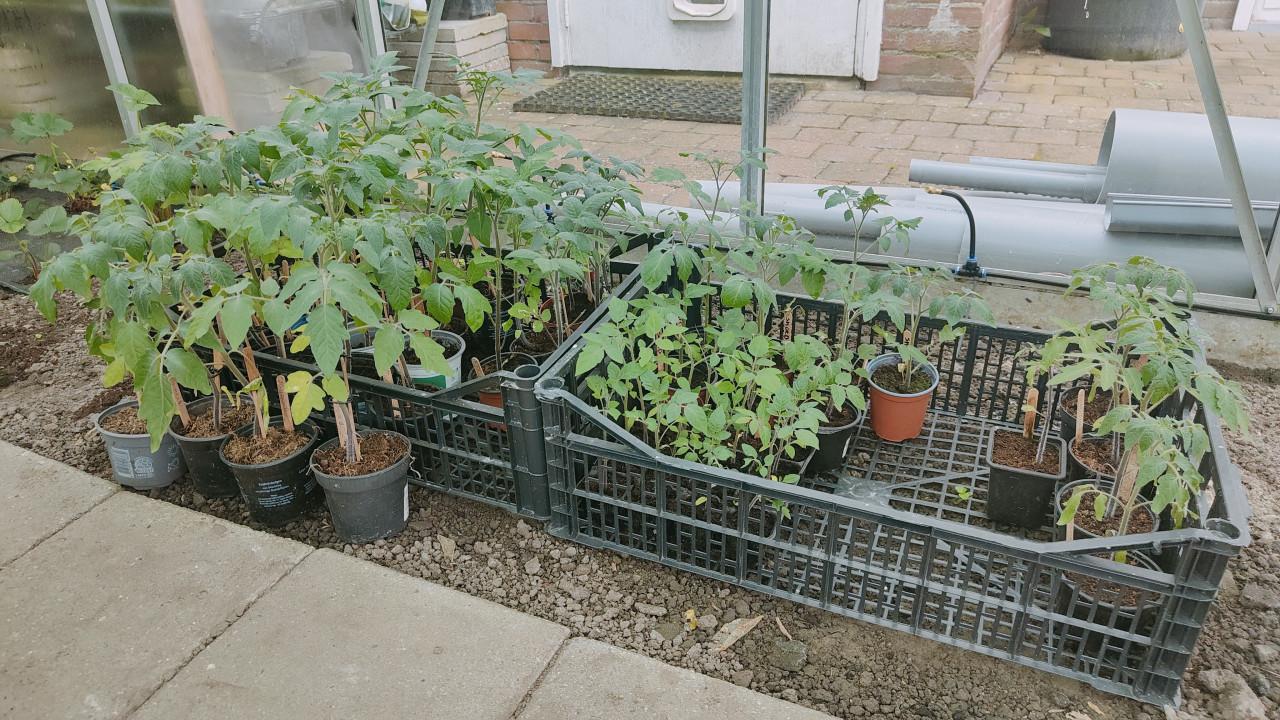 Tomatenplanten €1,-