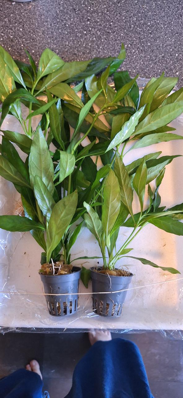 Aquarium planten