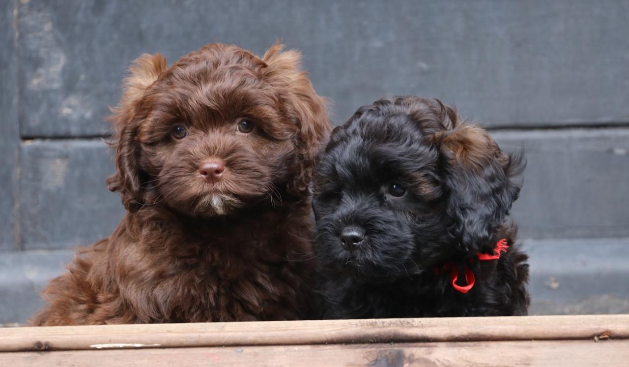 Shihpoo pups beschikbaar ( choco bruin en zwart gestroomd )
