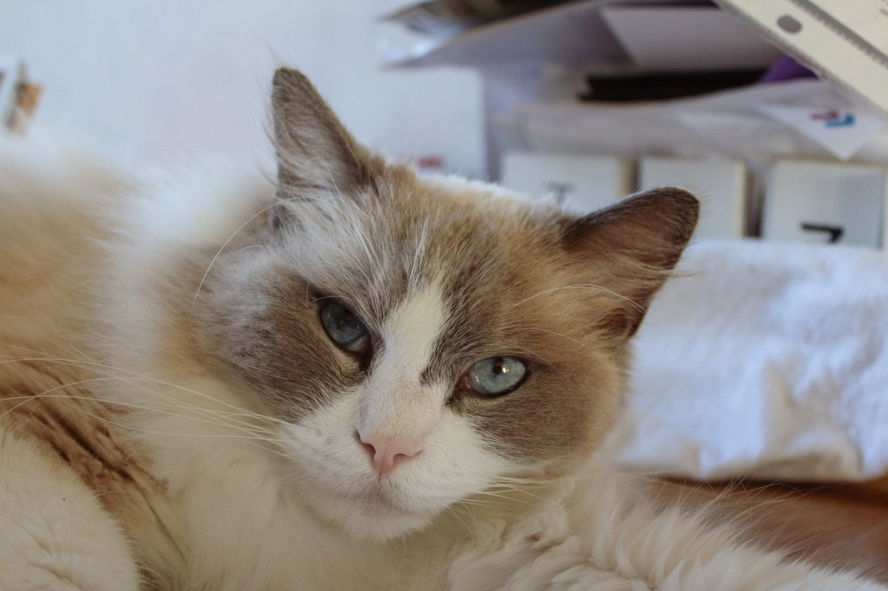 Lieve leuke kat