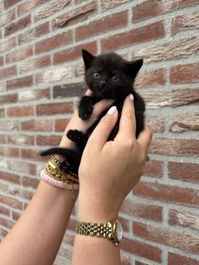 Kitten