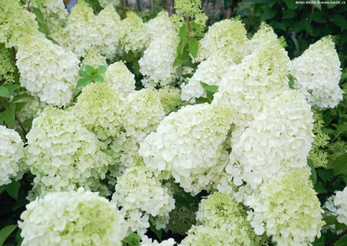 Pluimhortensia Polar Bear