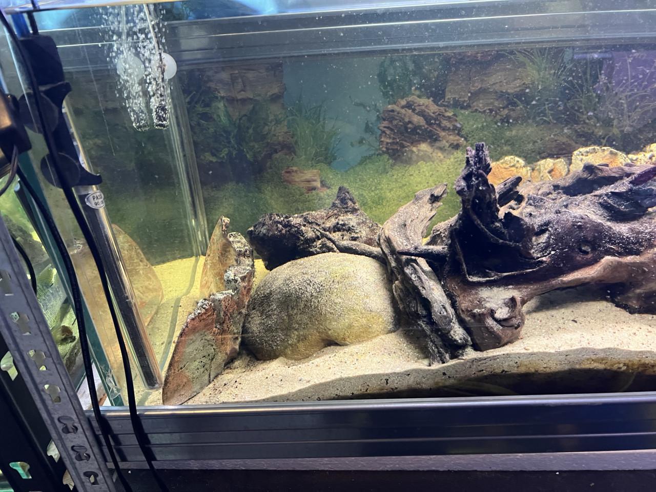 Te koop aquarium 145 cm breed