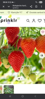 Aardbeienplantjes Biologische zoete doordrager!