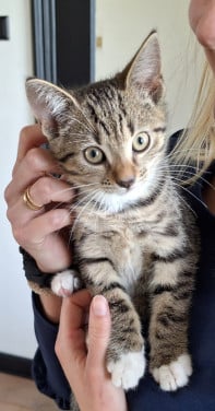 Kitten te koop!