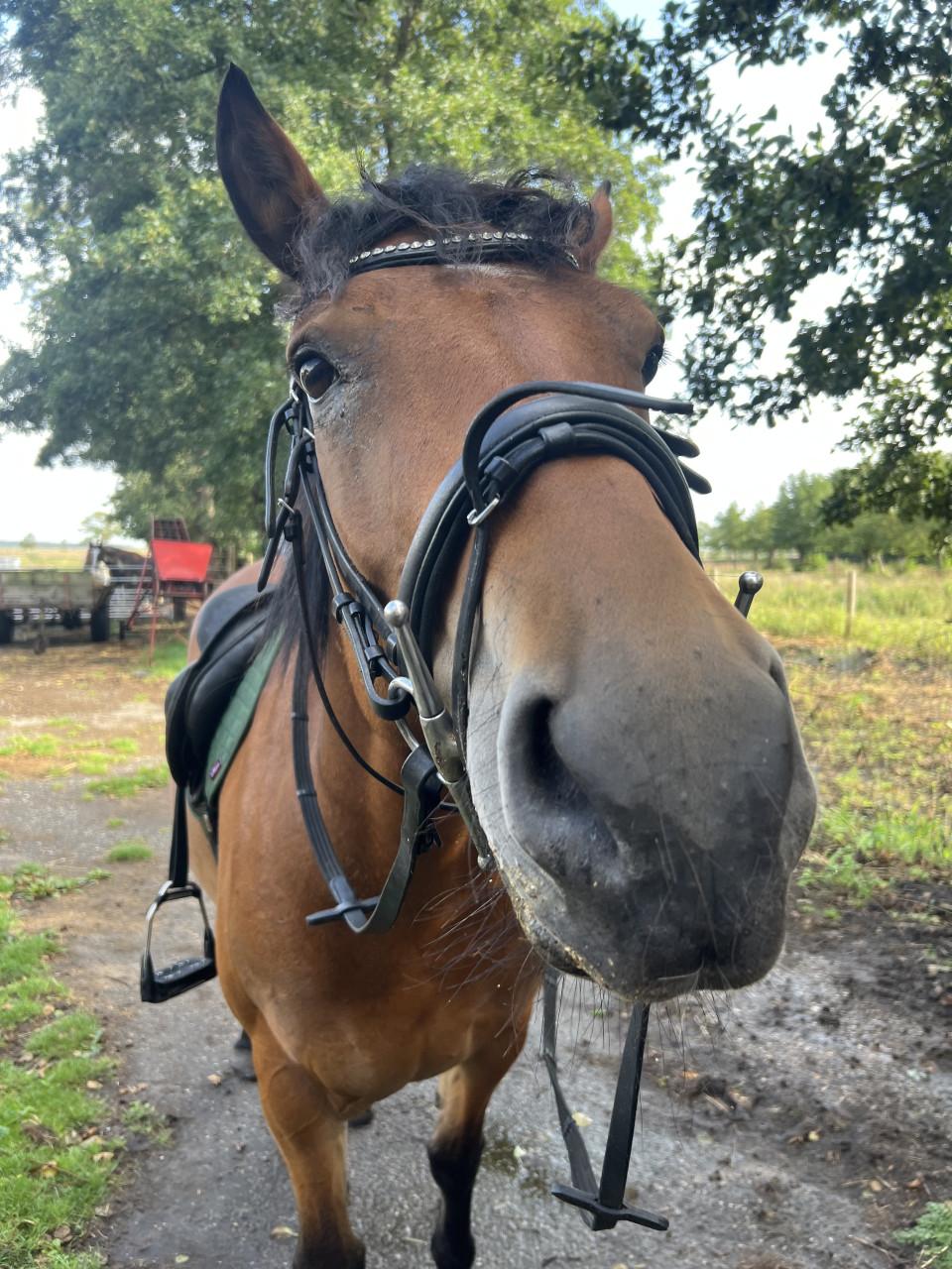 8 jarige e pony merrie