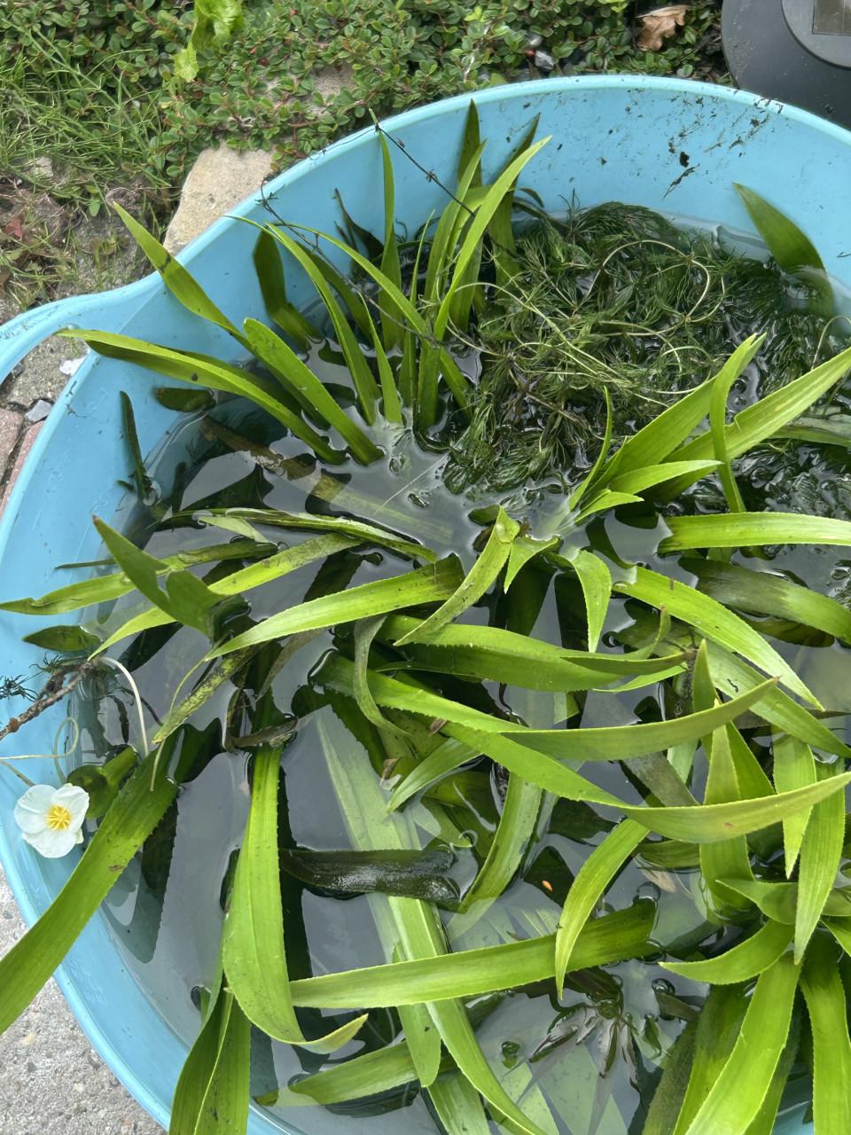 Te koop krabescheer kleine plant 2.50 grote 4 euro