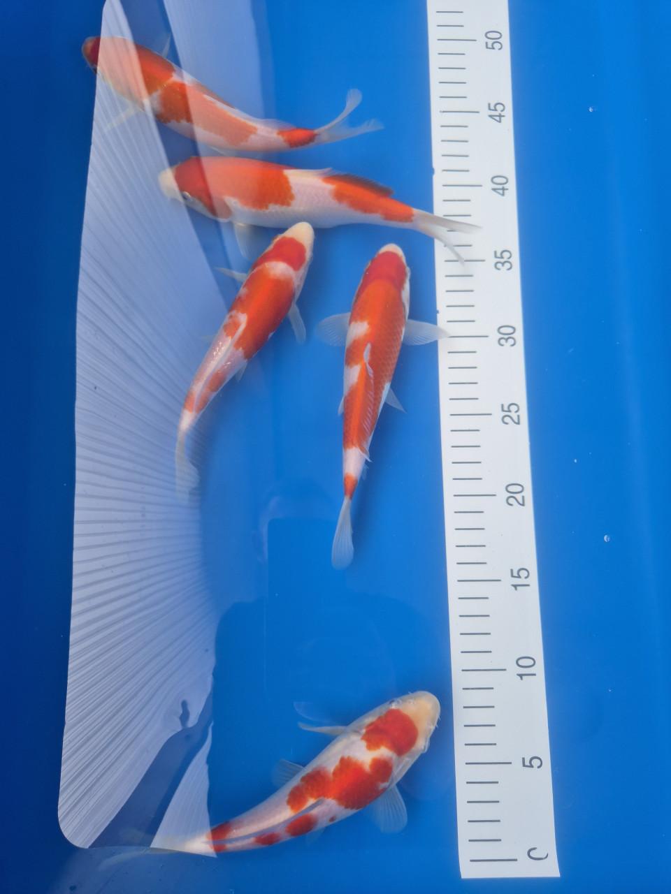 Tosai kohaku Genjiro