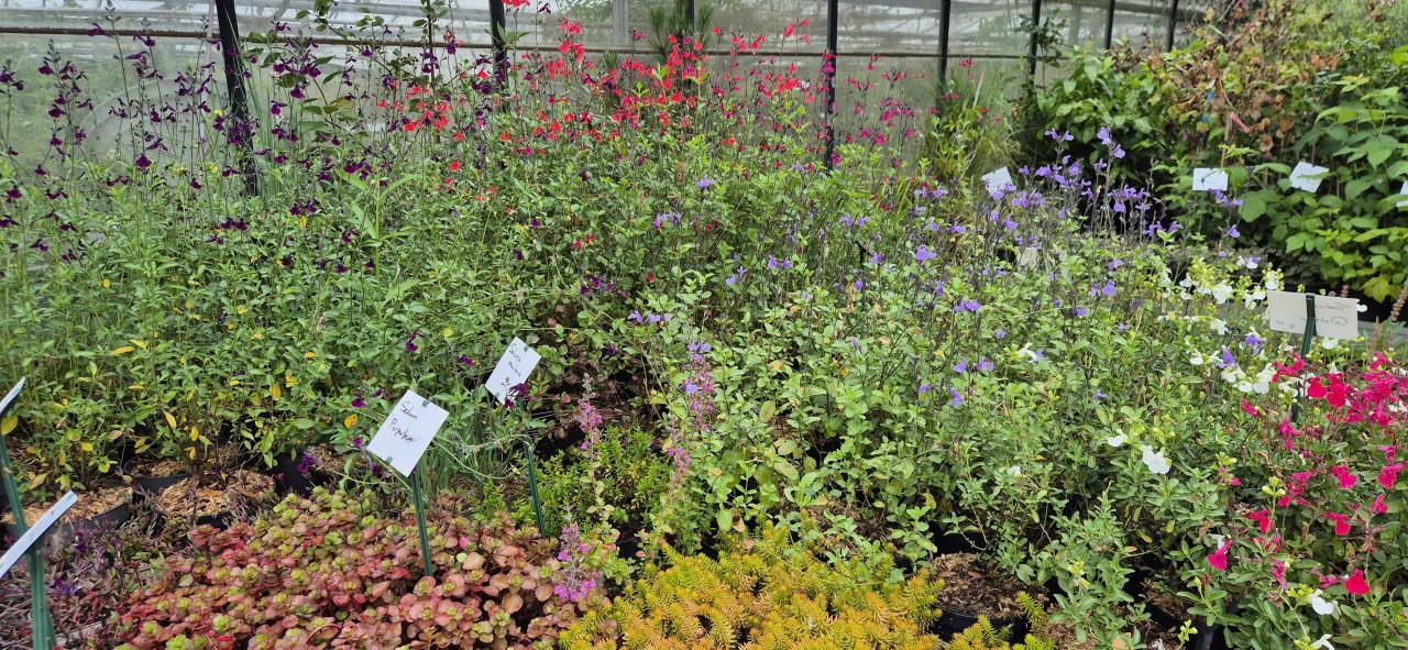 Bloeiende vaste planten,  bio