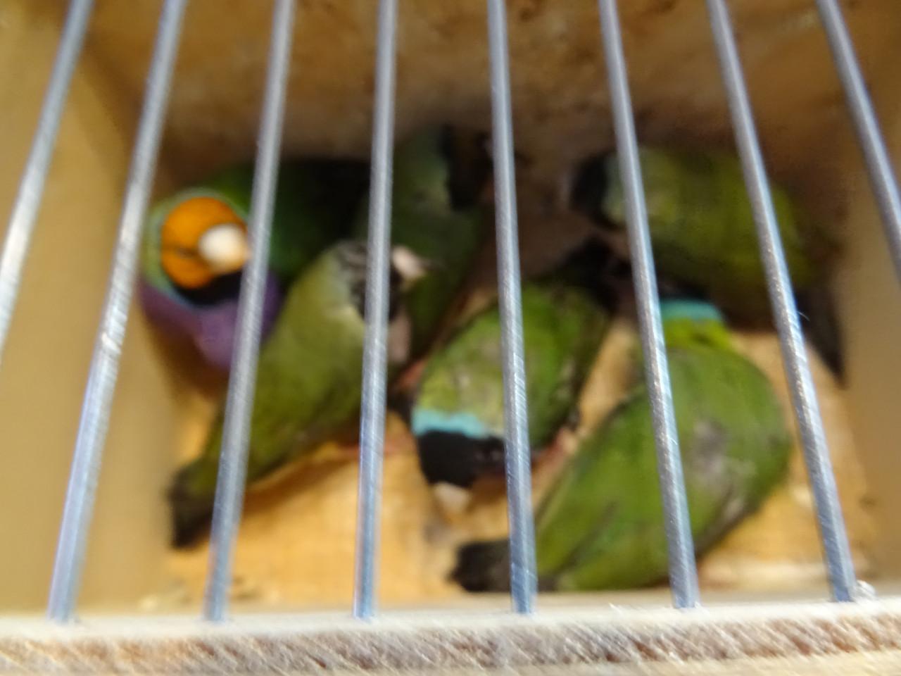 Te koop nog drie koppeltjes Goldsamadines overjarige