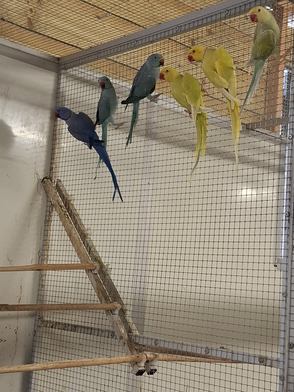 Prachtige halsbandparkieten in allerlei kleuren