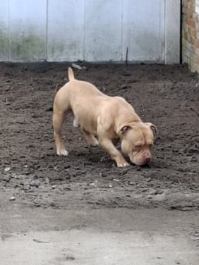 American Bully micro