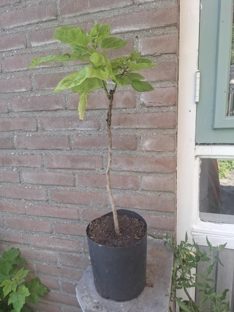 Jonge Catalpa ( of Trompetboom)