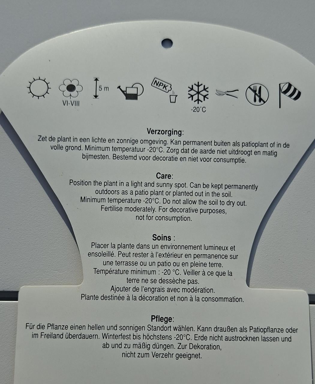 Palmboom fortunei winterhard €10