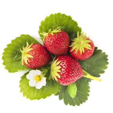TK: AARDBEIEN PLANTEN, SIERTUIN + MOESTUIN PLANTEN BIJ DE VOORDEUR