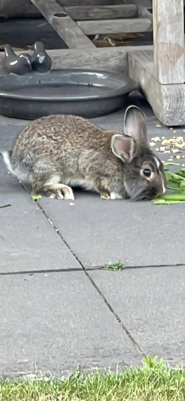Koppeltje konijntjes (reeds gevaccineerd)