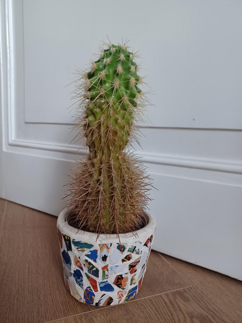 Cactus