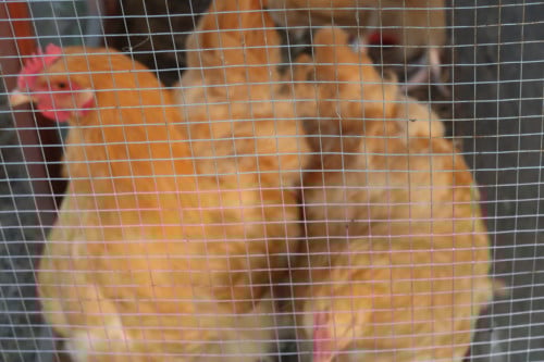Buff Orpington hanen