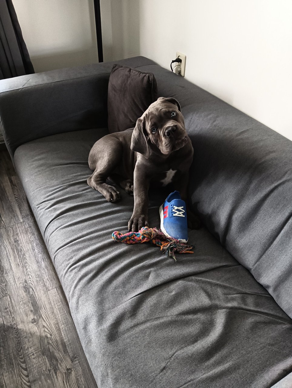 Mooie Cane Corso