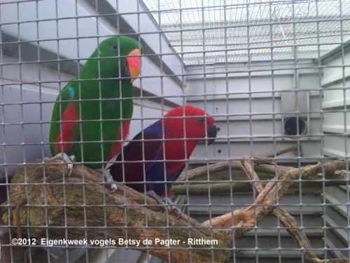 NG Edelpapegaaien eigen kweek en...........