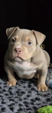 Micro extreem bully pup met stamboom