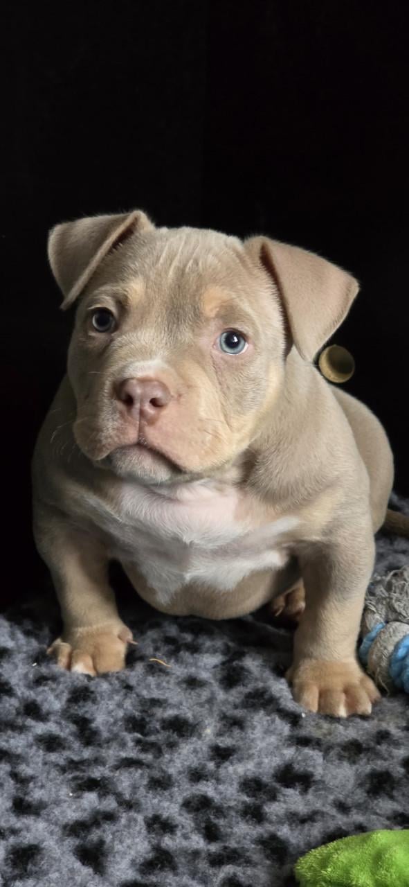 Micro extreem bully pup met stamboom mag verhuizen