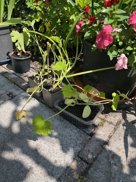Tomaten-planten, rode puntpaprika en courgette