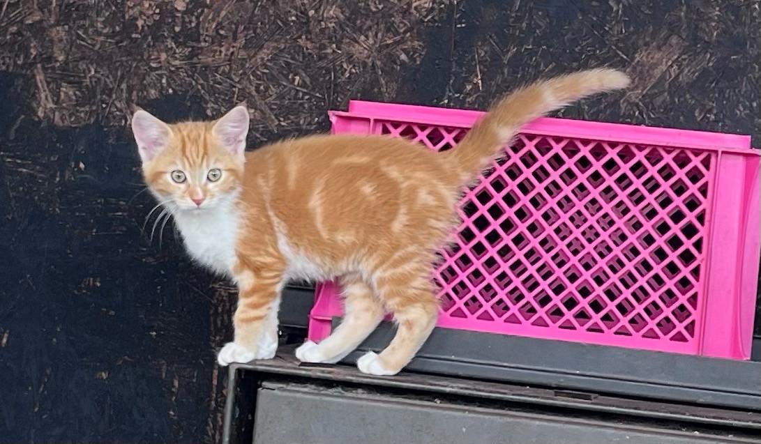 Lieve kittens te koop GECHIPT EN GEËNT
