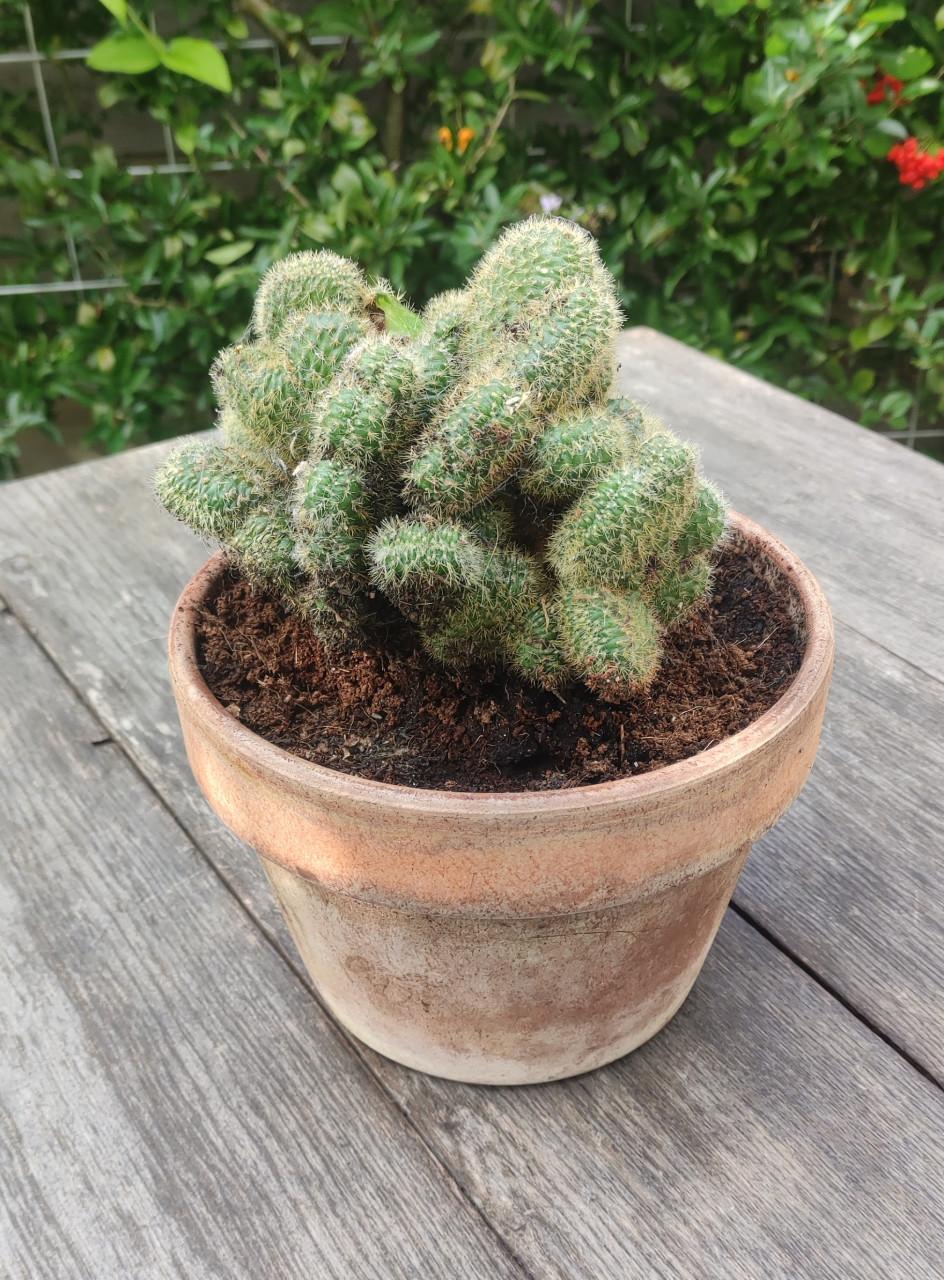 Cleistocactus winteri “Cristata” - Gouden rattenstaart