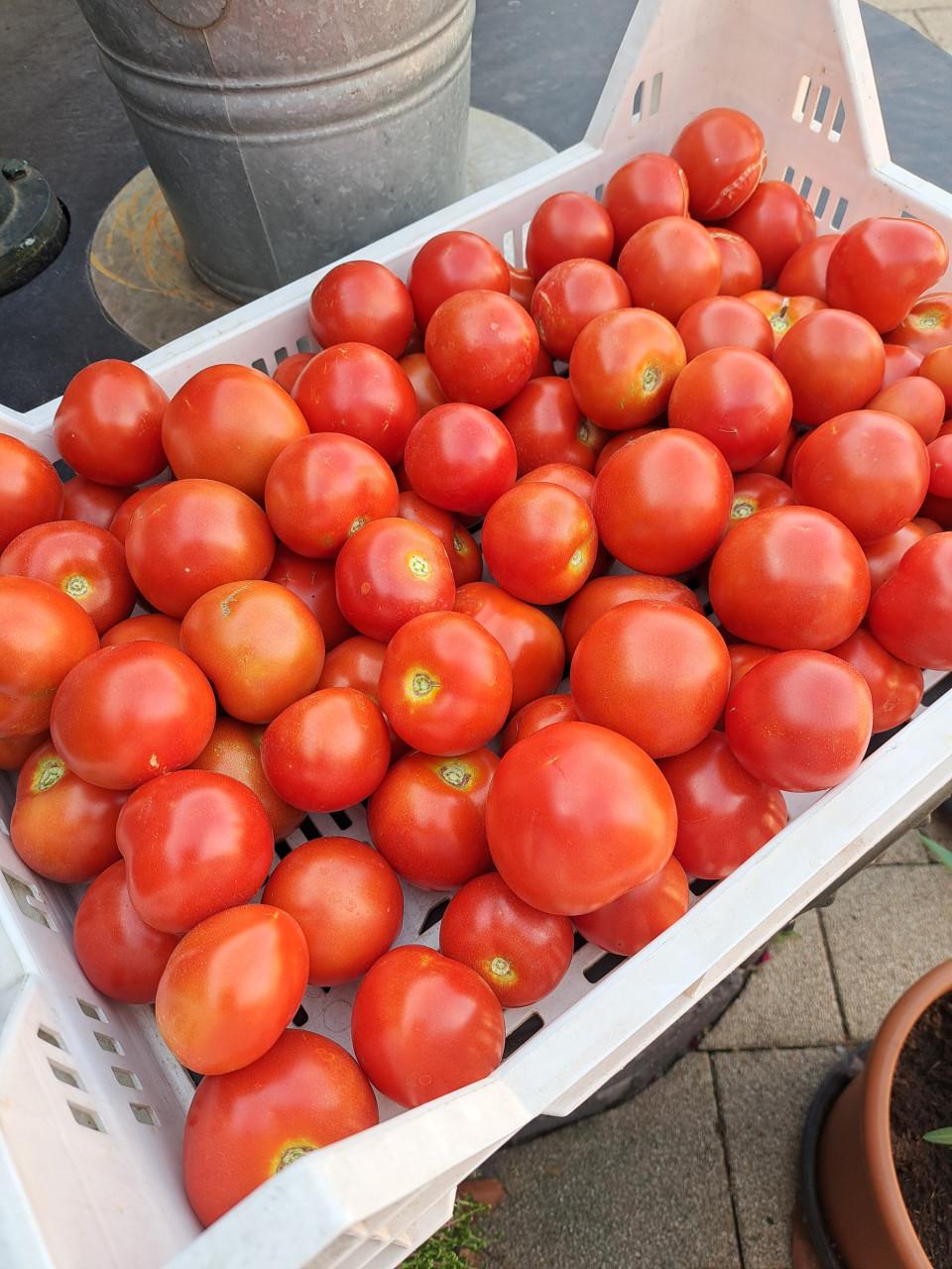 Tomaten. Komkommers en sperziebonen