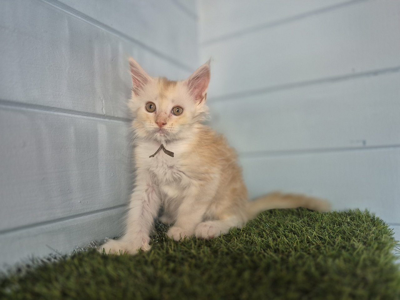 Maine coon kittens polydactyl