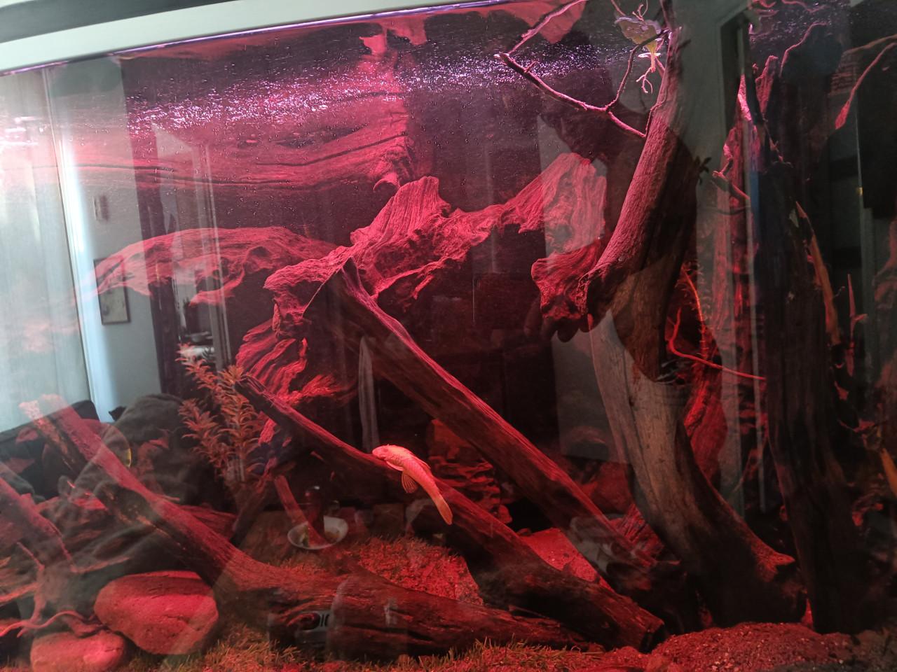Gezocht aquarium planten en mos.