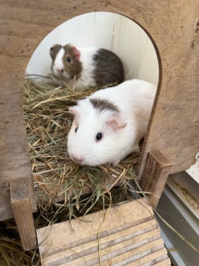 2 vrouwtjes cavia’s