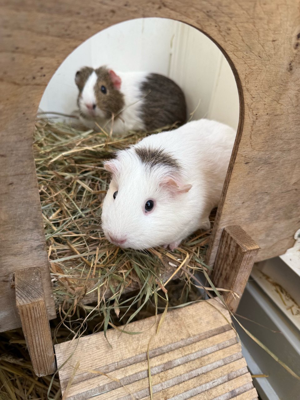 2 vrouwtjes cavia’s