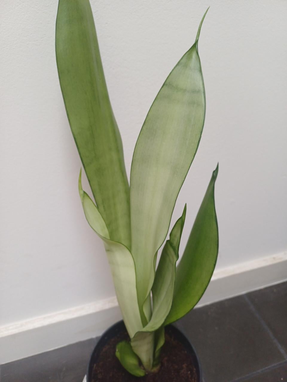 Prachtige volgroeide STEKKEN van de Sansevieria Moonshine