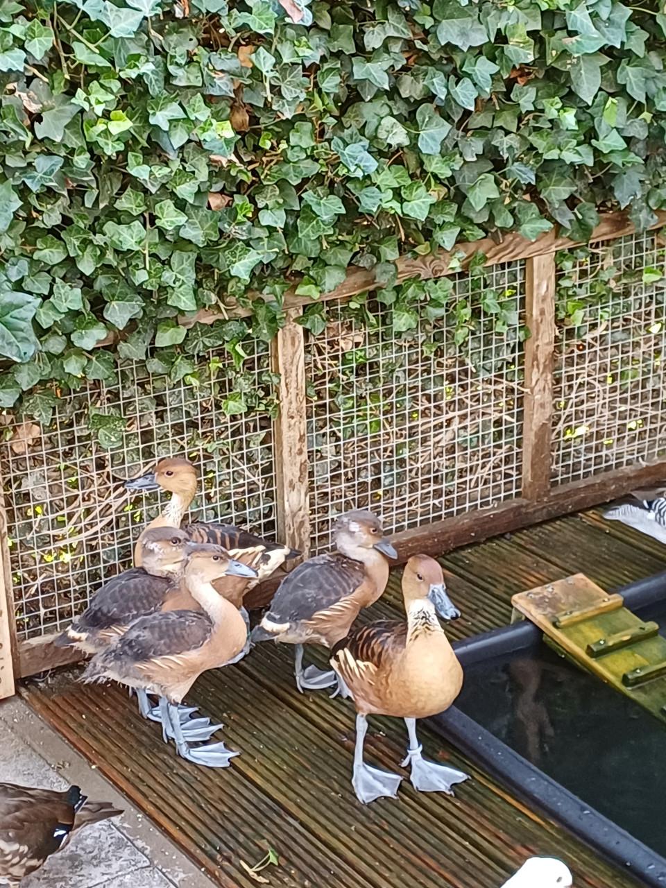Gele Fluiteenden Boomeenden Koppel met 3 jongen.