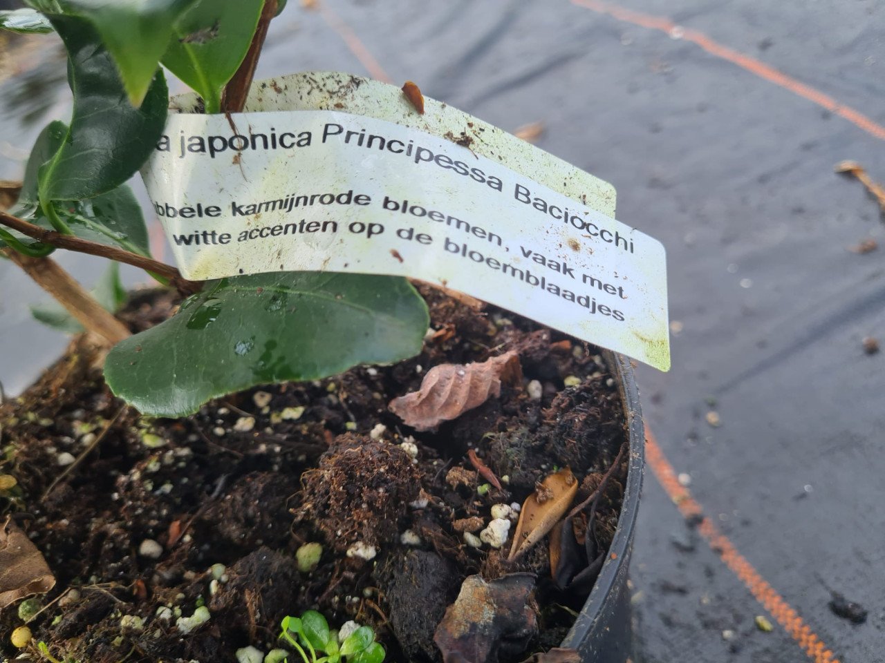 Camelia Principessa Baciocchi ca. 100 cm